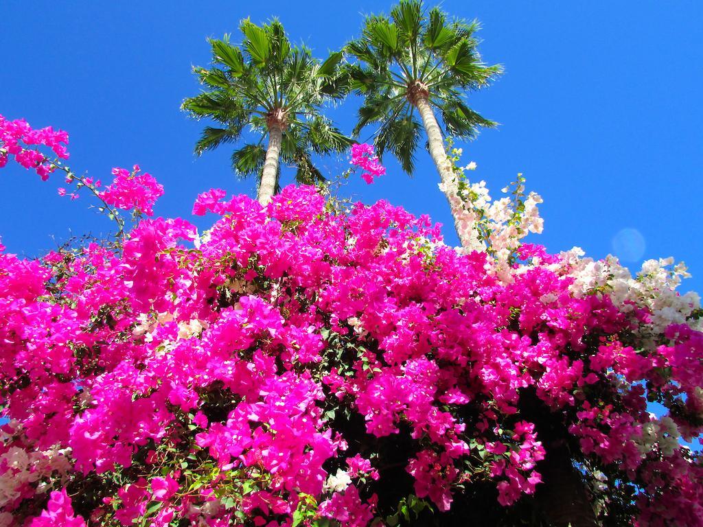 Apartamentos El Capricho Maspalomas  Eksteriør billede